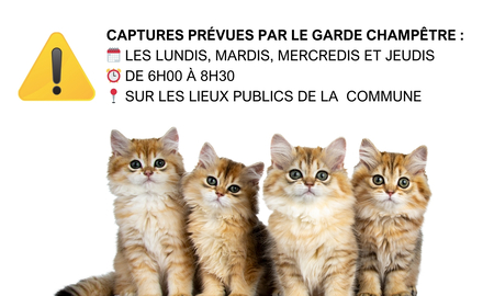 Campagne de capture des chats errants