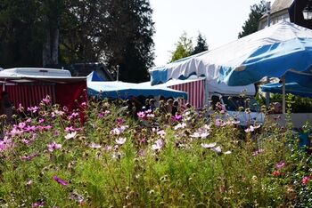 Photo de plusieurs stands derrière des fleurs  sur le marché de Giromagny