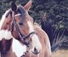 Image d'un cheval pour lien sur la page du centre d'équestre